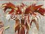 辽宁朝阳春芽苗出售价格