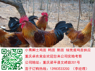 仪陇土鸡苗价格 仪陇黑土鸡苗批发 仪陇土鸡苗养殖技术