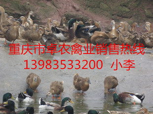 黔江鸭苗价格 黔江花边鸭苗批发 黔江鸭苗养殖技术
