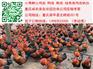 习水土鸡苗价格　习水香鸡苗市场　习水香鸡苗批发