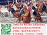 开县青脚土鸡苗价格 开县土鸡苗批发 开县土鸡苗养殖