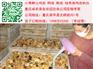 重庆丰都土鸡苗价格 丰都土鸡苗养殖 丰都鸡苗批发