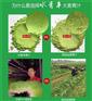 大麦若叶青汁效果,福建大麦若叶青汁,多泽