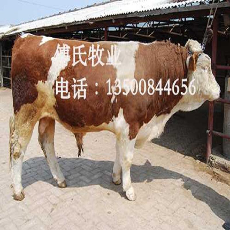 东北西门塔尔牛养殖场_纯种西门塔尔牛养殖  辽宁西门塔尔牛报  纯种西门塔尔牛价  东北西门塔尔牛报