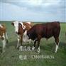 吉林肉牛批发/黑龙江肉牛销售/东北肉牛联
