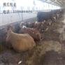 陕西肉牛哪家好/山西肉牛怎么样/广西肉牛