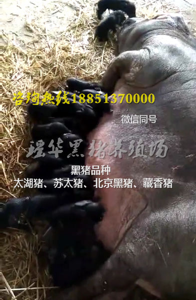 北京黑猪8月份价格  黑猪苗  北京黑猪苗
