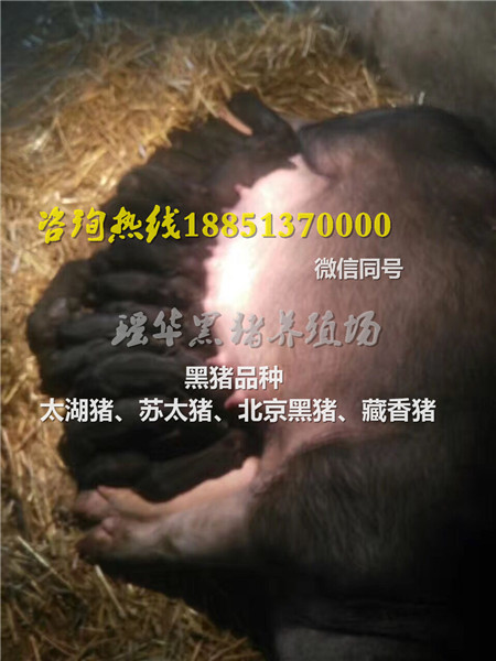 北京黑猪8月份价格  黑猪苗  北京黑猪苗