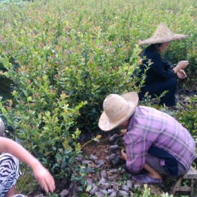 良种油茶亩种植补贴,油茶产量,油茶树苗价格