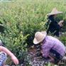 良种油茶亩种植补贴,油茶产量,油茶树苗价格