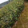 二年生高产油茶苗,良种油茶树苗,油茶嫁接