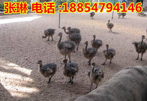 普洱特种野猪一公配几母  霍城县小孔雀多钱