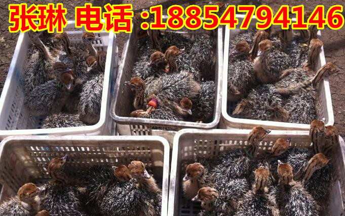普洱特种野猪一公配几母  霍城县小孔雀多钱