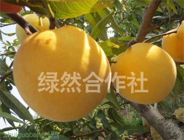 度娘貌美如花!!青州市绿然合作社拥有早中 晚熟桃树苗 黄桃树苗 早熟桃树苗