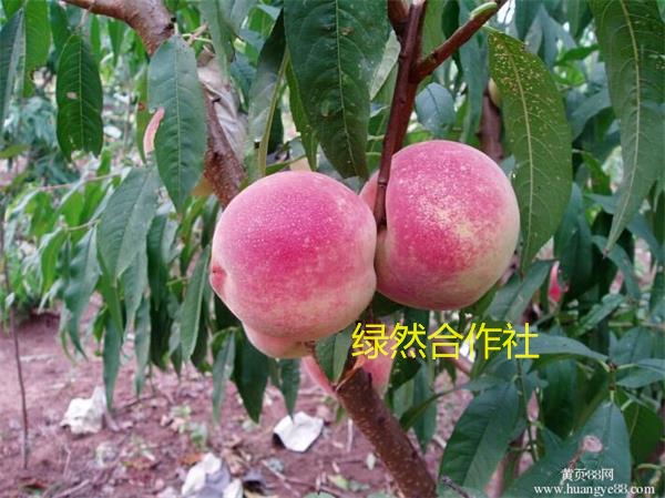 晚熟桃苗种植基地 【哪里有提供便宜的晚熟