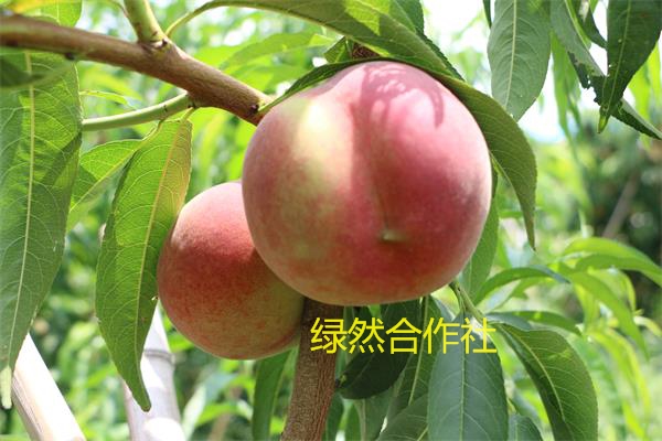 【好货来了！】离核桃子，八月底成熟的，秋&nbsp;&nbsp;秋彤&nbsp;&nbsp;新品种桃树