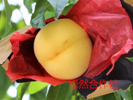 【头条！头条！】绿然合作社拥有新品种黄桃&nbsp;&nbsp;桃树苗