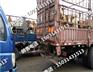 小牛崽养殖用的小牛崽种苗买卖牛羊卖牛羊
