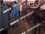 肉牛犊今年的价格小牛犊价格表