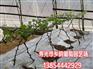 葡萄苗订购