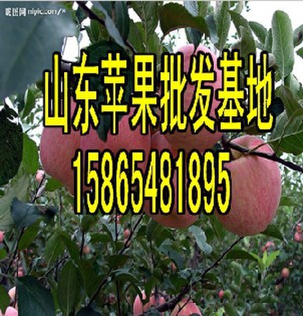 平原县红富士苹果实时报价诚信第一  苹果价格