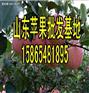 蓬莱红富士苹果基地价格公道
