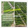 贵州黔东南麻江从麻江每亩需撒播多少牧草种子/高丹草