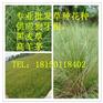 贵州贵阳清镇现在天气适合种什么护坡草籽