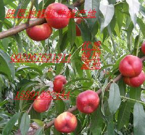 郑三毛桃批发，毛桃价格行情  西瓜  冬枣