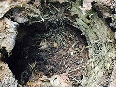 信誉好的白蚁防治公司[信息] 技术一流的&nbsp;&nbsp;海南白蚁防治公司&nbsp;&nbsp;海口白蚁防治公司