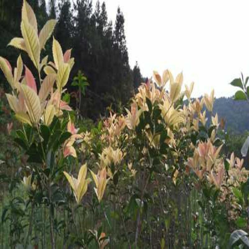 五彩桂花供应商_五彩桂花小苗_珍珠彩叶桂  彩叶桂花供应商  新品种桂花小苗价  五彩桂花批发价格