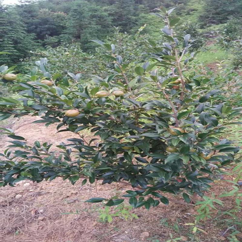 芩溪软枝油茶引种-优质高产芩溪软枝油茶批  正宗芩溪软枝油茶  江西芩溪软枝油茶