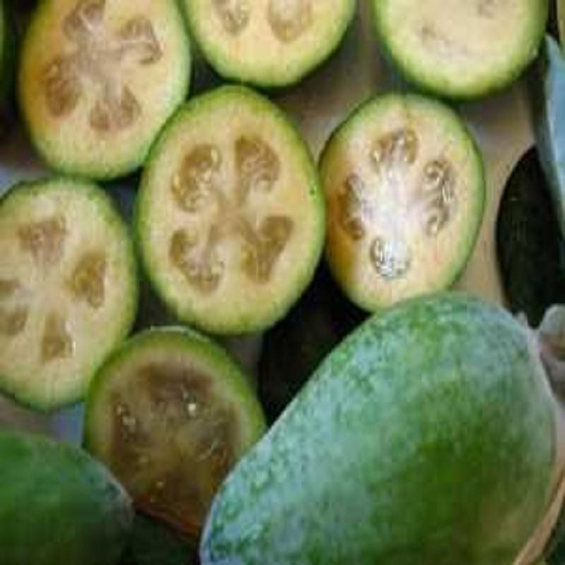 菲油果裴济果费约果-食用观赏绿化庭院果树  菲油果果树盆栽  庭院新品种果树最  江西果树扦插苗木