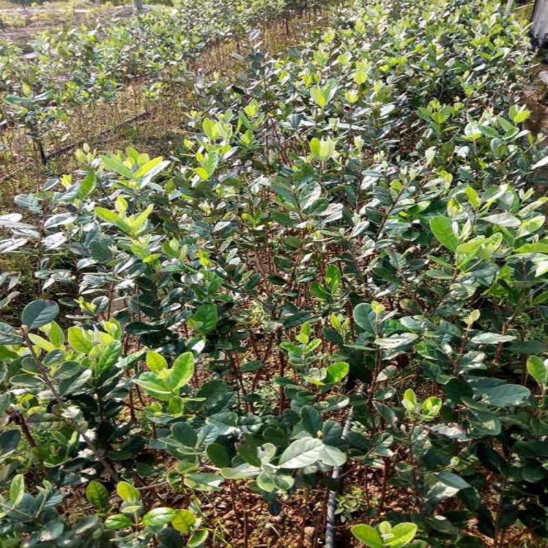 菲油果果树最新报价-果树扦插苗木  庭院新品种果树扦  菲油果果树零售批  斐济果果树最新报