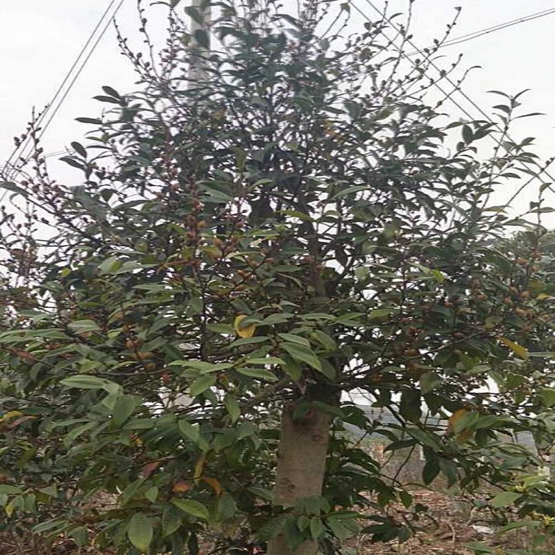 优质紫花含笑引种/四季紫花含笑/赣州紫花  正宗紫花含笑价格  盆景紫花含笑批发