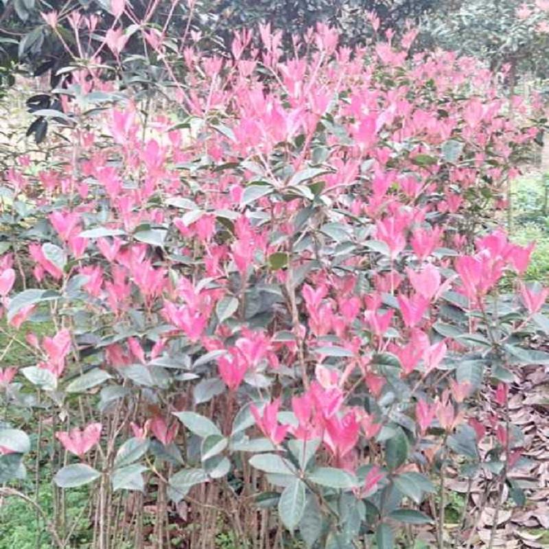 赣州五色彩叶桂花小苗价格-正宗五色彩叶桂  江西五色彩叶桂花  正宗五色彩叶桂花