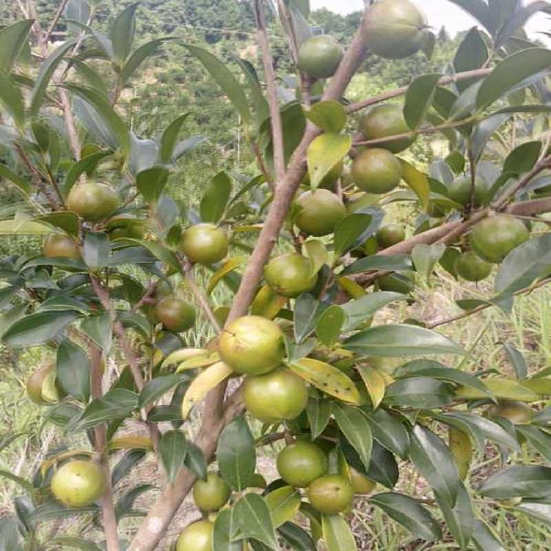赣州扦插芩溪软枝油茶 江西芩溪软枝油茶销  优质高产芩溪软枝  正宗芩溪软枝油茶