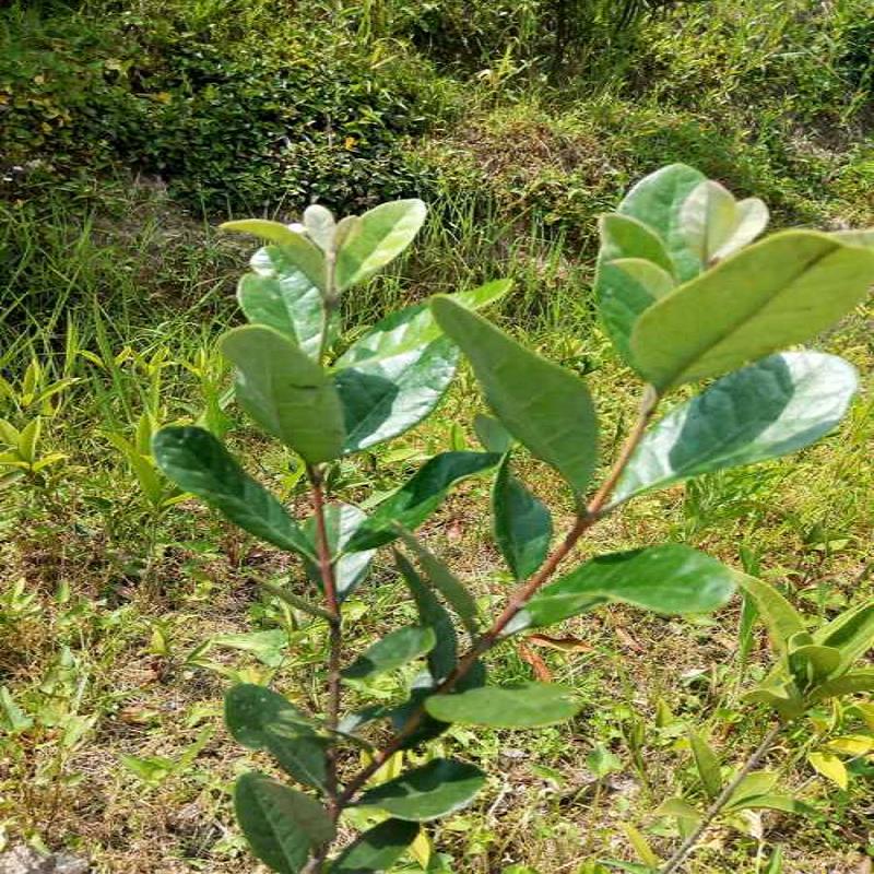 食用观赏绿化果树/斐济果果树零售批发/江  斐济果果树最新报