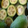 菲油果裴济果费约果-食用观赏绿化庭院果树