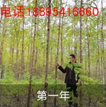 山地造林选什么树种 泓森槐的经济效益怎么样  泓森槐是什么  泓森槐可以种山上吗  泓森槐多少钱一棵