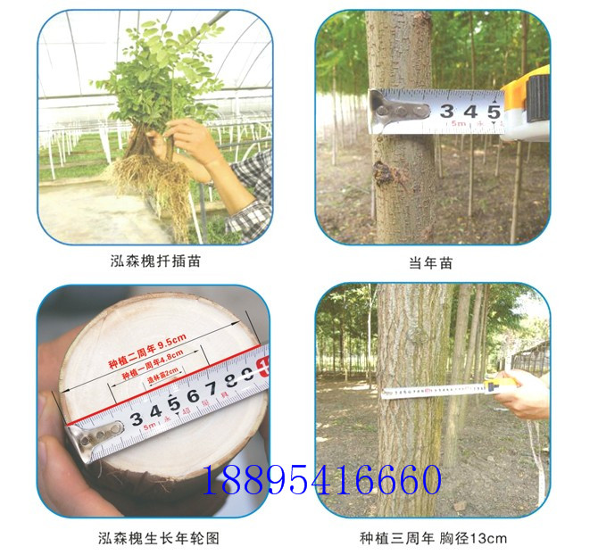 山地造林选什么树种 泓森槐的经济效益怎么样  泓森槐是什么  泓森槐可以种山上吗  泓森槐多少钱一棵