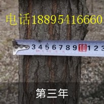 泓森槐生长条件的要求  泓森槐批发  泓森槐产地是哪  泓森槐多少钱一棵