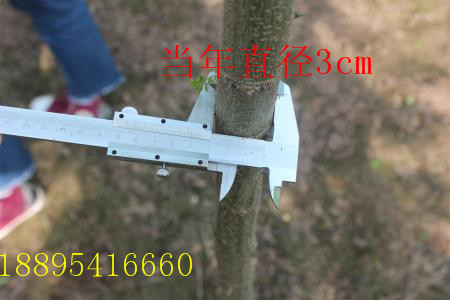 泓森槐大径材的科学栽植方法  泓森槐成活率高吗  泓森槐几年成材  泓森槐水肥怎么管理