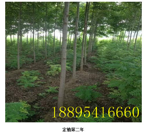 泓森槐大径材的科学栽植方法  泓森槐成活率高吗  泓森槐几年成材  泓森槐水肥怎么管理