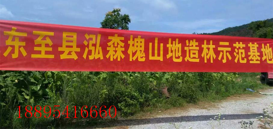 泓森槐大径材的科学栽植方法  泓森槐成活率高吗  泓森槐几年成材  泓森槐水肥怎么管理