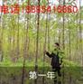 山地造林选什么树种 泓森槐的经济效益怎么样