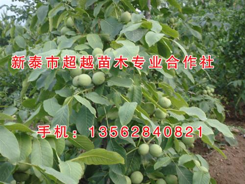 核桃苗|新泰超越苗木|3公分核桃苗 核桃苗批发 2公分核桃苗