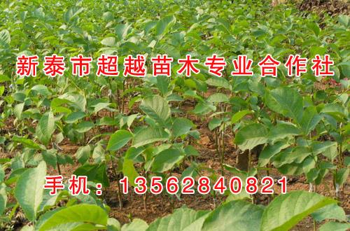 4公分核桃苗_核桃苗_新泰超越苗木(查看&nbsp;&nbsp;3公分核桃苗&nbsp;&nbsp;5公分核桃苗