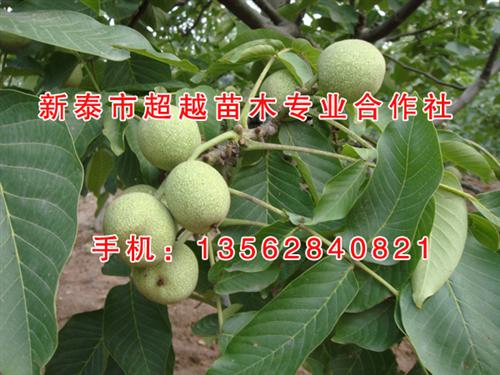 核桃苗|新泰超越苗木|3公分核桃苗&nbsp;&nbsp;2公分核桃苗&nbsp;&nbsp;核桃苗价格