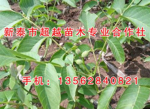 核桃苗_新泰超越苗木_五公分核桃苗 新疆薄壳核桃苗 温185核桃苗